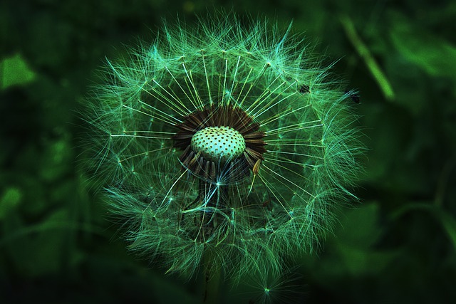 Life’s Seed by Sam&nbsp;Tumblin