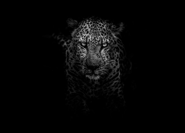 Can’t Tame by Sam Tumblin